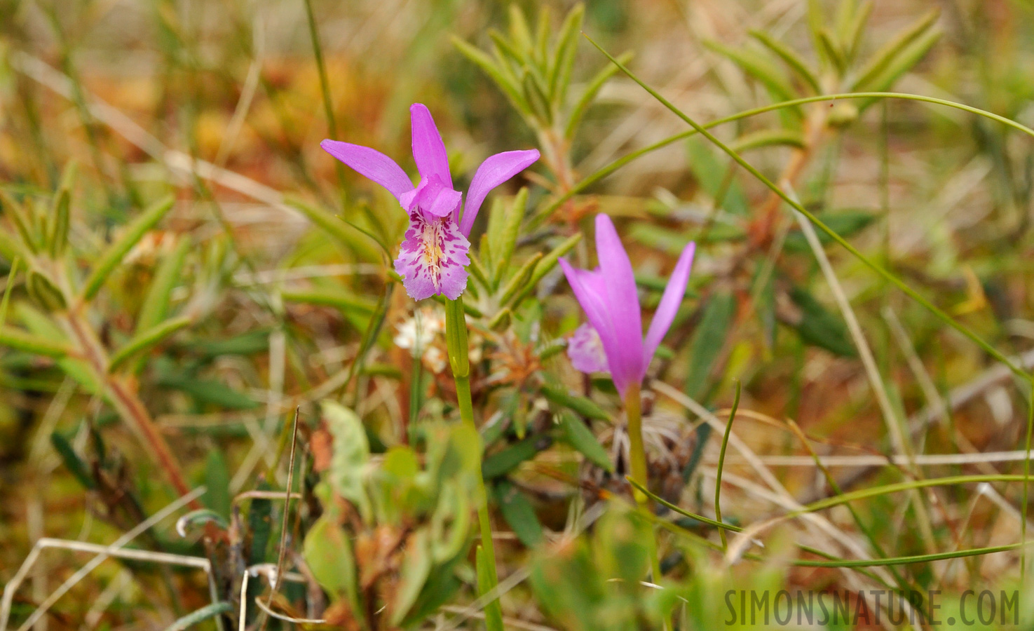 Arethusa bulbosa [300 mm, 1/1000 Sek. bei f / 10, ISO 1600]